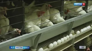 Цены на куриное яйцо в Омске побили годовые рекорды