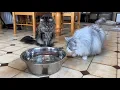 Lagu Do Cats Chase Fish In Water?? (Wait Til The End!!)