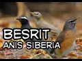 Lagu SUARA BURUNG ANIS SIBERIA/BESRIT.. BURUNG MUSIMAN,BURUNG MIGRASI