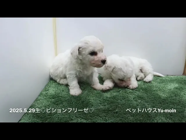 動画