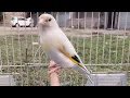Birds MP3 Song / Gold Finch Best Singing Power Full / Sounds Of Gold Finch Bird