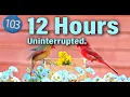 Download Lagu Uninterrupted 12 Hr. Relaxing Birdwatching: A Symphony of Songbirds for Your Cat's Entertainment