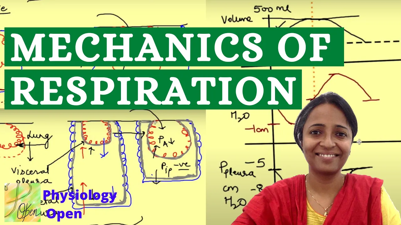 Mechanics of respiration physiology | Alveolar and pleural pressures | Respiratory physiology