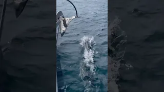 🐬Dolphin are amazing!