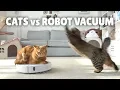 Cats vs Robot Vacuum Kittisaurus
