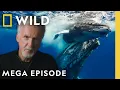Download Lagu Exploring the Ocean's Secrets with James Cameron | OceanXplorers | MEGA EPISODE | Nat Geo Animals