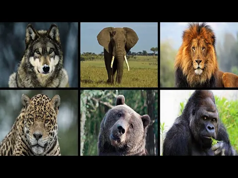 Download MP3 The sounds of the animals