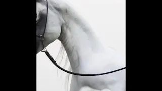 الفحل العالمي حسان الشرف HASSAN ASHIRAF ملك مربط المخيال 