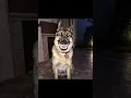 Download Lagu Skinwalker Disguised As Animals ☢️ #scary #shorts