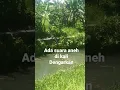 Download Lagu lagi mancing ada suara teriak anak kecil