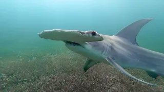 Freediving & Riding a Great Hammerhead Shark!!!