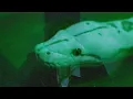 THE SNAKE by Lana Lubany but she’s sleepy and it’s slower