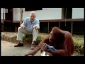 Download Lagu Attenborough: Amazing DIY Orangutans | BBC Earth