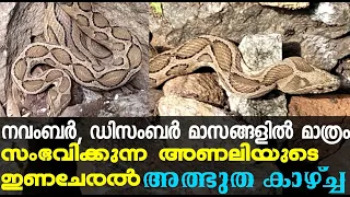 നവംബർ, ഡിസംബർ മാസങ്ങളിൽ മാത്രം സംഭവിക്കുന്ന അണലിയുടെ ഇണച്ചേരൽ