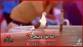 أنة طير ومن جرح    وهو غصن المنذبح   مرتضى حرب    دندنها
