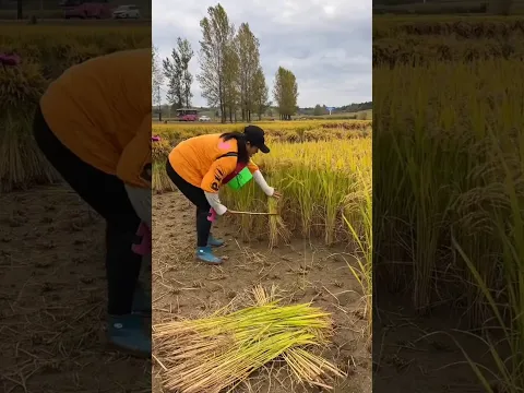 Amazing helpful sickle for Rural Farmer | Essential agricultural tools for farmers #tools #farmer