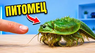 Один Триопс выжил и стал ручным! Муравьиные львы вылупились из коконов!