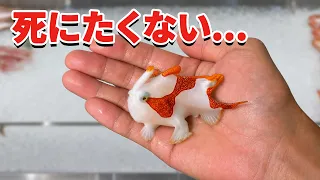 スーパーに売れ残っていたカエルアンコウを飼育してみると…