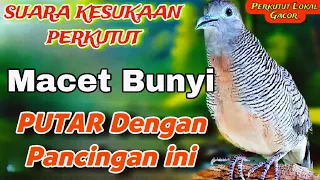 Download SUARA kristal Pancingan Ampuh bikin perkutut langsung Nyaut bunyi Gacor manggung MP3