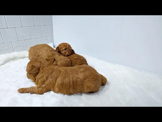 動画