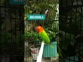Download Lagu Lovebird GREEN BIOLA semewah warnanya