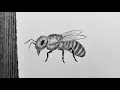 How to Draw Realistic Bee with Pencil Tutorial for Beginners