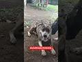 Download Lagu LANGSUNG SIGAP ‼️🔥 #anjingpemburu #fypyoutube #anjing #shortvideo #viralvideo #puppy #pets #pitbull