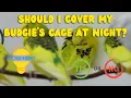 Should You Cover Your Budgie s Cage at Night The Truth Revealed