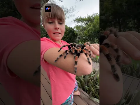 The spider catches the human 🧐