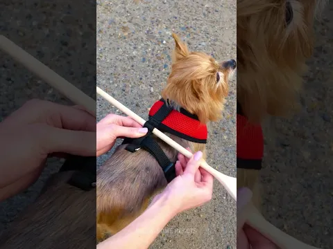 Furry Friend Fun Hacks You Can't Miss! #Shorts #PetTips #HappyPets