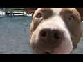 Pet adoption on the rise as South Florida families remain under stay-at-home orders