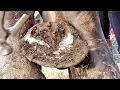 Poor horse Needs Help - Trimming Long Overgrown Hoof