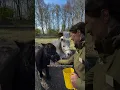 Download Lagu Hoe zit het met de rust van de pony’s bij Center Parcs? 🐴 #centerparcs #paard #horse