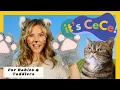 Download Lagu Baby \u0026 Toddler Learning, Speech, Songs \u0026 Sign Language with CeCe! I Learn to Talk I First Words