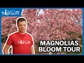 Washington DC Spring Magnolias Virtual Tour 4K Narrated
