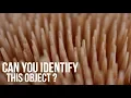 Can You Identify This Object Everyday Objects In Super Macro