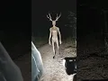 Download Lagu Wendigo Cam Footage   #strangeai #cryptid #wendigo