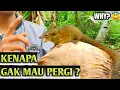 Download Lagu KENAPA TUPAI INI GAK MAU DI LEPAS?