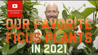 Our favorite Ficus plants in 2021