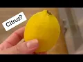Why do Cats HATE the smell of Citrus Whiskers Oscar Reacts