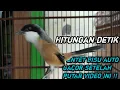 Download Lagu Pentet gacor untuk Pancingan burung macet bunyi!!