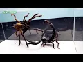 Download Lagu 🚨 Centipede’s Worst Nightmare: A Mantis With ZERO Patience!