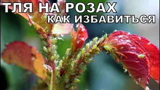 Сделайте это и ТЛЯ на РОЗАХ исчезнет навсегда 