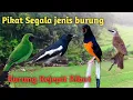Lagu Suara pikat Burung kejepit untuk mikat segala jenis burung Gacor Mp3
