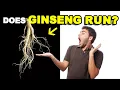 Does ginseng really run?Unveiling the Secrets of Ginseng Digging: From Myth to Reality | ST Boss