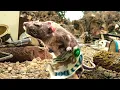 Rats Rules Rat VS 2 Crows Charlotte s Web CLIP