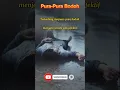 Download Lagu Pura-Pura Bodoh#shorts