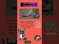 Download Lagu Oct 1 US Natl Raccoon Appreciation Day