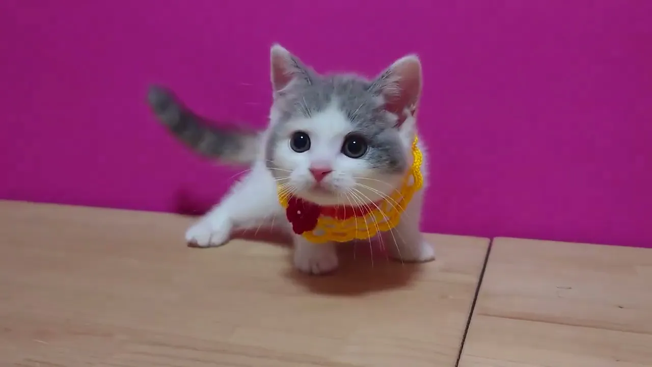 動画