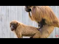 BABOON HAVING SEX !